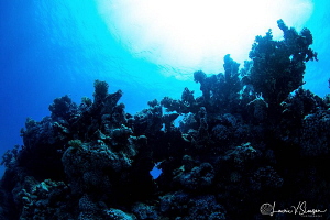 Reefscape/Photographed with a Tokina 10-17 mm fisheye len... by Laurie Slawson 